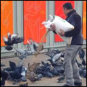 Save The Trafalgar Square Pigeons
