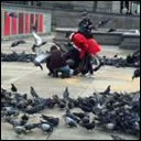 Save The Trafalgar Square Pigeons