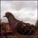 Save The Trafalgar Square Pigeons